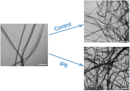 Graphical abstract: Phosphorylation of collagen fibrils enhances intrafibrillar mineralization and dentin remineralization