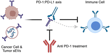 Graphical abstract: Investigating nano-sized tumor-derived extracellular vesicles in enhancing anti-PD-1 immunotherapy