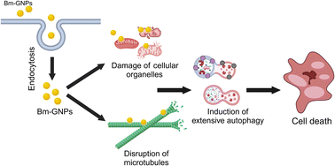 Graphical abstract: Induction of autophagy-dependent and caspase- and microtubule-acetylation-independent cell death by phytochemical-stabilized gold nanopolygons in colorectal adenocarcinoma cells
