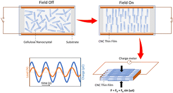 Graphical abstract: Electric field-modulated evaporative thin film deposition of bio-particles for piezoelectric applications