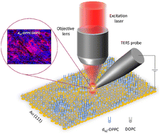 Graphical abstract: Nanoscale visualization of phase separation in binary supported lipid monolayer using tip-enhanced Raman spectroscopy
