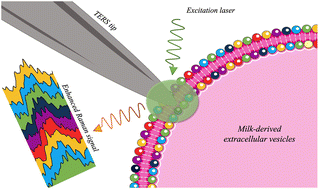 Graphical abstract: Toward the nanoscale chemical and physical probing of milk-derived extracellular vesicles using Raman and tip-enhanced Raman spectroscopy