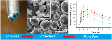 Graphical abstract: Electrosprayed Eudragit RL100 nanoparticles with Janus polyvinylpyrrolidone patches for multiphase release of paracetamol