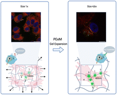 Graphical abstract: PExM: polyplex expansion microscopy for cell trafficking studies