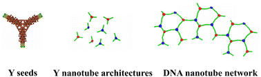 Graphical abstract: Hierarchical assembly and modeling of DNA nanotube networks using Y-shaped DNA origami seeds