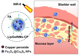 Graphical abstract: NIR-II light powered hydrogel nanomotor for intravesical instillation with enhanced bladder cancer therapy