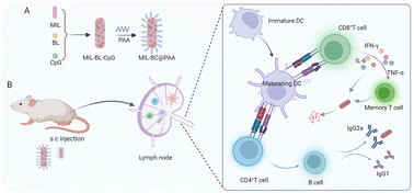 Graphical abstract: Palmitic acid-capped MIL-101-Al as a nano-adjuvant to amplify immune responses against Pseudomonas aeruginosa