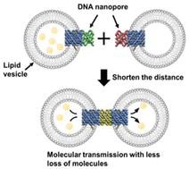 Graphical abstract: Synthetic DNA nanopores for direct molecular transmission between lipid vesicles