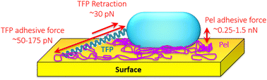 Graphical abstract: Atomic force microscopy analysis of Pel polysaccharide- and type IV pili-mediated adhesion of Pseudomonas aeruginosa PA14 to an abiotic surface