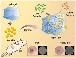 Graphical abstract: A hydrogel-functionalized silver nanocluster for bacterial-infected wound healing