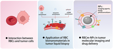 Graphical abstract: New insights into red blood cells in tumor precision diagnosis and treatment