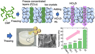 Graphical abstract: Freeze-crosslinking approach for preparing carboxymethyl cellulose nanofiber/zirconium hydrogels as fluoride adsorbents
