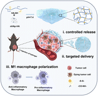 Graphical abstract: Hyaluronated nanohydroxyapatite responsively released from injectable hydrogels for targeted therapy of melanoma