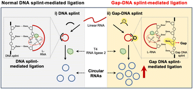 Graphical abstract: Efficient circular RNA synthesis through Gap-DNA splint-mediated ligation