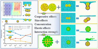 Graphical abstract: Endocytosis efficiency and targeting ability by the cooperation of nanoparticles