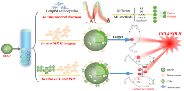 Graphical abstract: Upconversion and NIR-II luminescent rare earth nanoparticles combined with machine learning for cancer theranostics