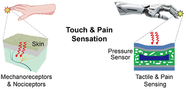 Graphical abstract: A flexible capacitive pressure sensor with a hybrid porous PDMS/SA hydrogel structure for touch/pain detection