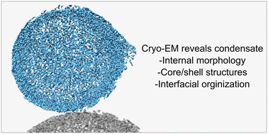 Graphical abstract: Revealing nanoscale structure and interfaces of protein and polymer condensates via cryo-electron microscopy
