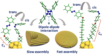 Graphical abstract: The interplay of chromophore–spacer length in light-induced gold nanocluster self-assembly