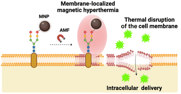 Graphical abstract: Membrane-localized magnetic hyperthermia promotes intracellular delivery of cell-impermeant probes