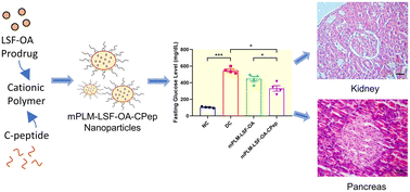 Graphical abstract: Restoring physiological parameters of the pancreas and kidney through treatment with a polymeric nano-formulation of C-peptide and lisofylline combination in diabetic nephropathy