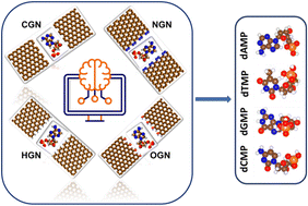 Graphical abstract: Effect of graphene electrode functionalization on machine learning-aided single nucleotide classification