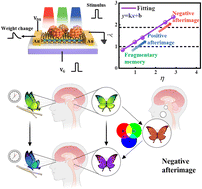 Graphical abstract: An Au25 nanocluster/MoS2 vdWaals heterojunction phototransistor for chromamorphic visual-afterimage emulation