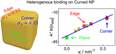 Graphical abstract: Heterogeneous binding of polymers on curved nanoparticles