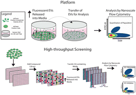 Graphical abstract: Identification of DYRK1b as a novel regulator of small extracellular vesicle release using a high throughput nanoscale flow cytometry screening platform
