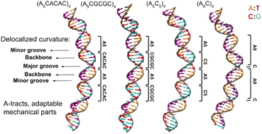 Graphical abstract: The impact of sequence periodicity on DNA mechanics: investigating the origin of A-tract's curvature