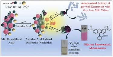 Graphical abstract: Sustainable preparation of AuAg alloy@AgBr Janus nanoparticles via dissipative self-assembly for photocatalysis