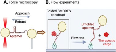 Graphical abstract: Aptamer-based biotherapeutic conjugate for shear responsive release of Von Willebrand factor A1 domain