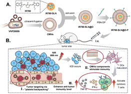 Graphical abstract: Platelet backpacking nanoparticles based on bacterial outer membrane vesicles enhanced photothermal-immune anti-tumor therapy