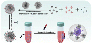 Graphical abstract: Immunomagnetic particles exhibiting programmable hierarchical flower-like nanostructures for enhanced separation of tumor cells