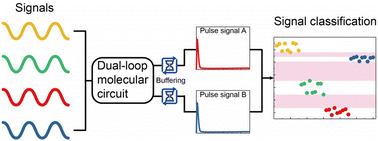 Graphical abstract: Engineering a dual-loop molecular circuit with buffering capability to solve molecular information tasks