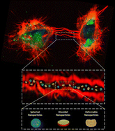 Graphical abstract: Nanoparticle shape is the game-changer for blood–brain barrier crossing and delivery through tunneling nanotubes among glioblastoma cells