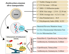 Graphical abstract: Synthesis, characterization, genotoxicity assessment and antibacterial applications of Zanthoxylum armatum silver nanoparticles (ZASNPs) with antibiotic efficacy enhancement potential