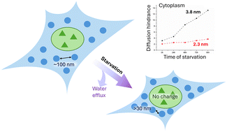 Graphical abstract: Starvation induces diffusion hindrance at the nanoscale in mammalian cells