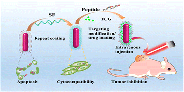 Graphical abstract: Gold nanorods coated with self-assembled silk fibroin for improving their biocompatibility and facilitating targeted photothermal–photodynamic cancer therapy