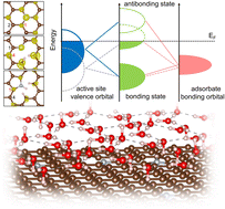 Graphical abstract: Oxygen electrode catalysis in N-doped graphene: the role of nitrogen coordination and solvation effects