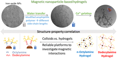Graphical abstract: Magnetic nanoparticle-based hydrogels as reliable platforms to investigate magnetic interactions