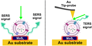 Graphical abstract: Emerging SERS and TERS MoS2 platforms for the characterization of plasma-derived extracellular vesicles