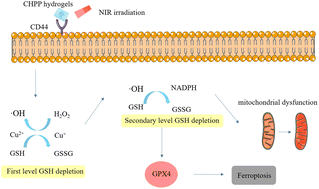 Graphical abstract: An injectable hydrogel with photothermal and chemodynamic therapies for targeted promotion of ferroptosis in oral squamous cell carcinoma