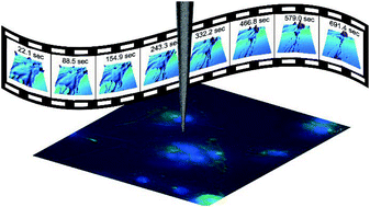 Graphical abstract: Nanoscale structural dynamics of cell edges in breast tumour cells revealed by scanning ion conductance microscopy
