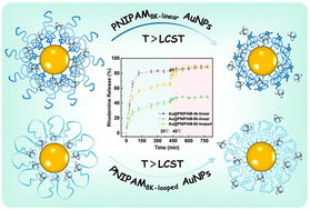 Graphical abstract: Improving colloidal stability and response performances using looped thermal-responsive brushes