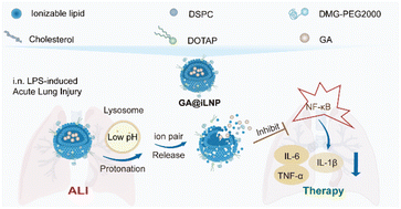 Graphical abstract: Ionizable lipid nanoparticles enhance lung delivery of gold nanoclusters for improving acute lung injury alleviation