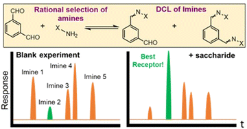 Graphical abstract: Discovery of selective monosaccharide receptors via dynamic combinatorial chemistry