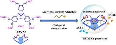 Graphical abstract: A molecular container providing supramolecular protection against acetylcholine hydrolysis