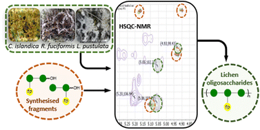 Graphical abstract: Synthesis of galactomannan fragments to help NMR assignment of polysaccharides extracted from lichens