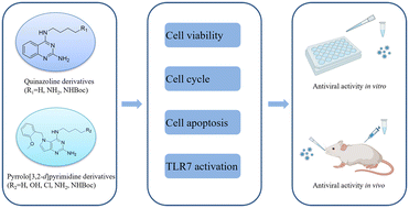 Graphical abstract: Design, synthesis and biological evaluation of quinazoline and pyrrolo[3,2-d]pyrimidine derivatives as TLR7 agonists for antiviral agents